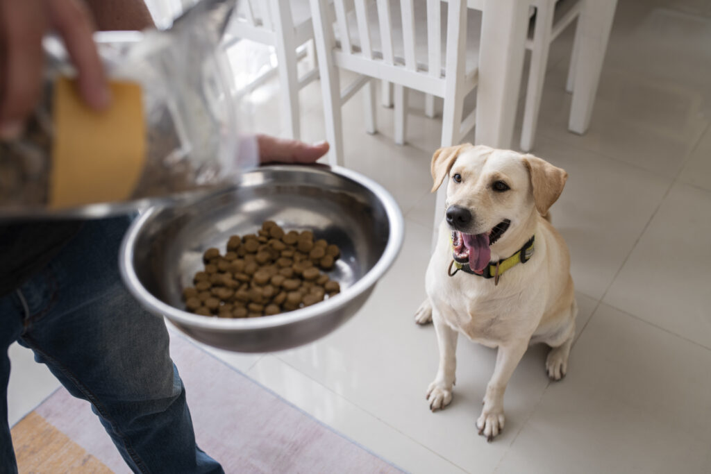 homemade dog food for allergies